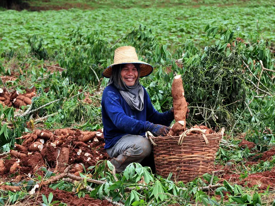 Cassava