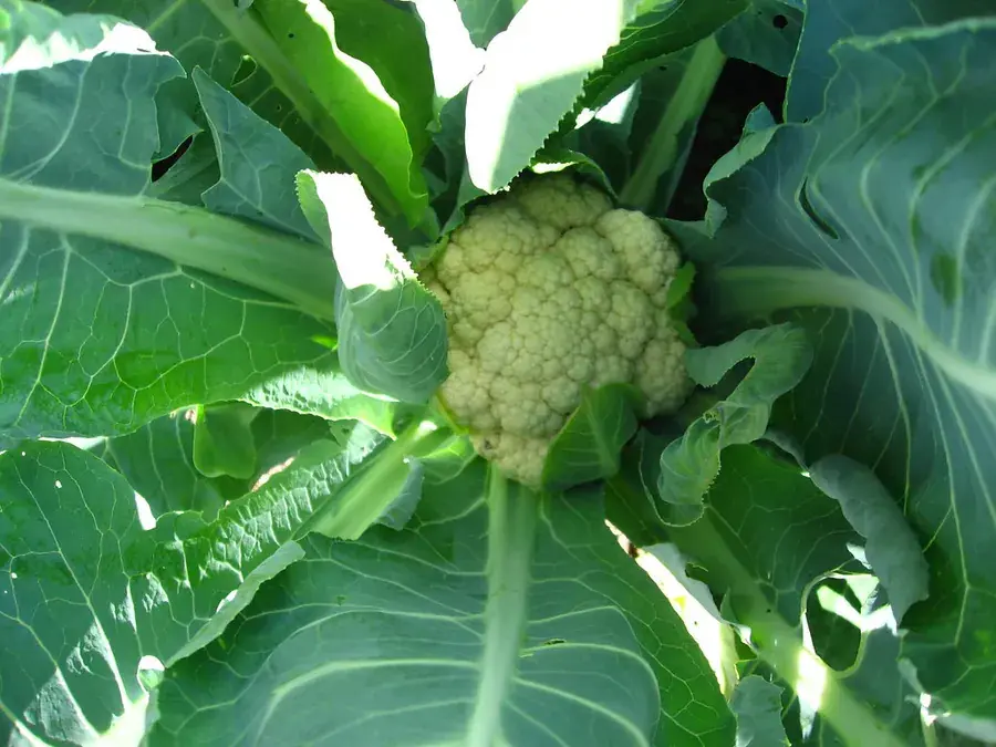 Cauliflower