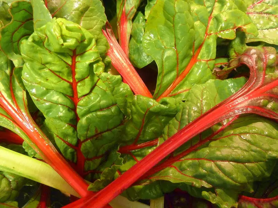 Swiss chard