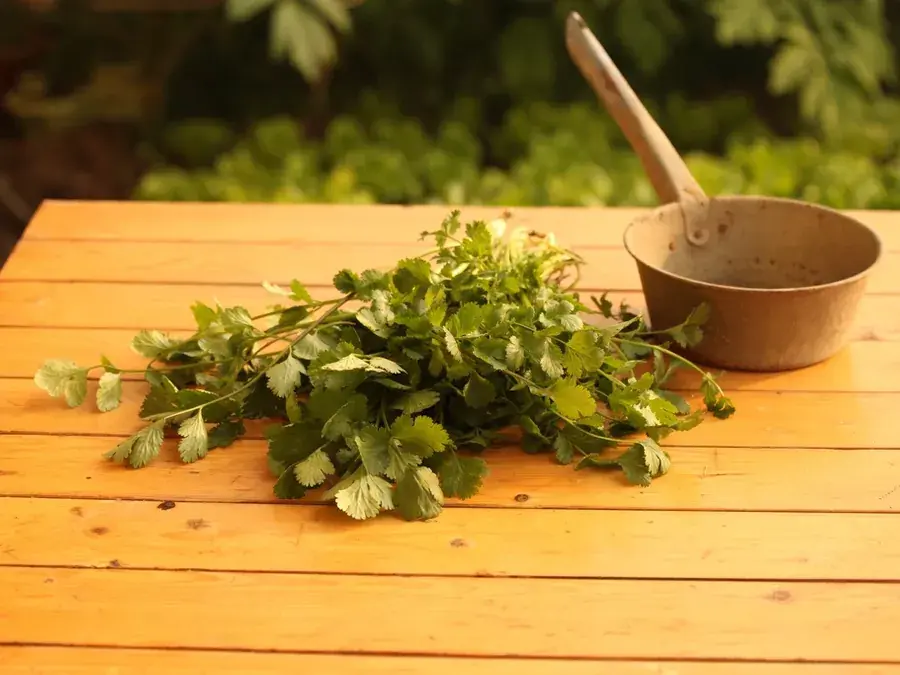 Cilantro (coriander)