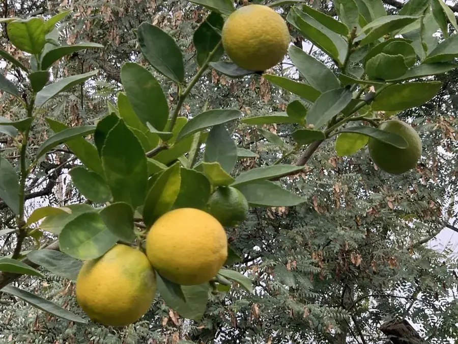Lemons and oranges