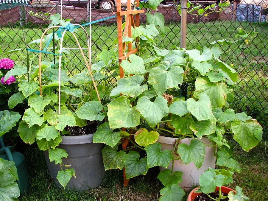 Cucumbers