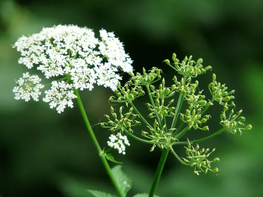 Dill