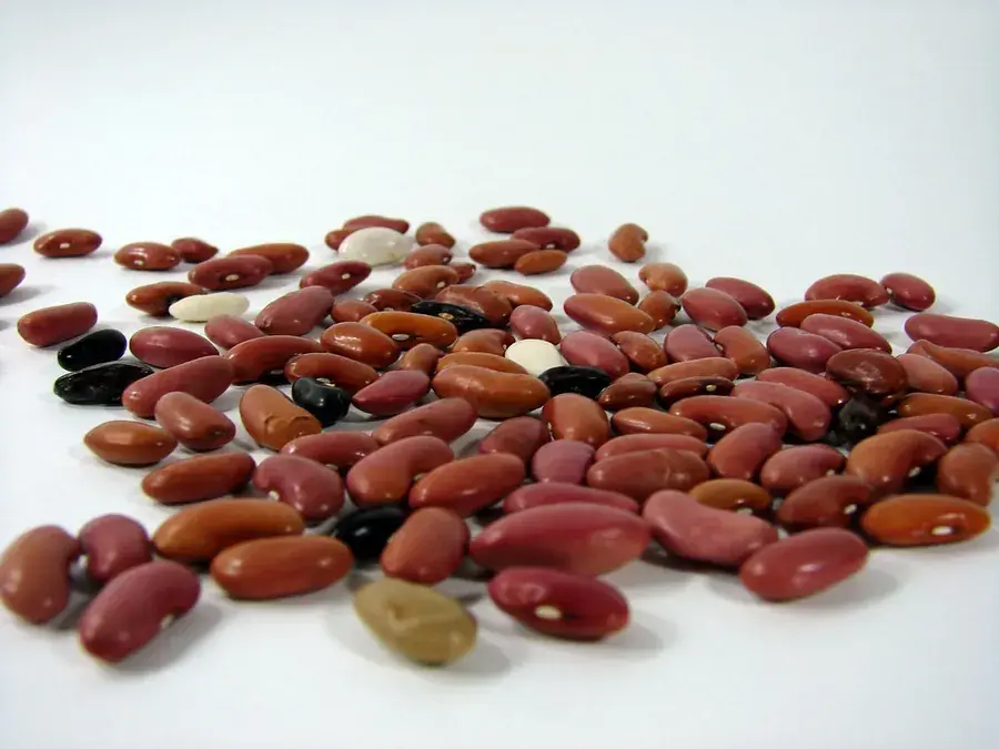 Dry beans