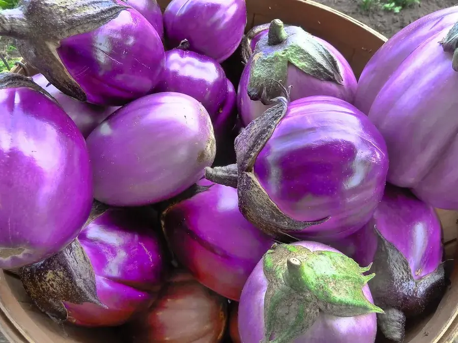 Eggplant