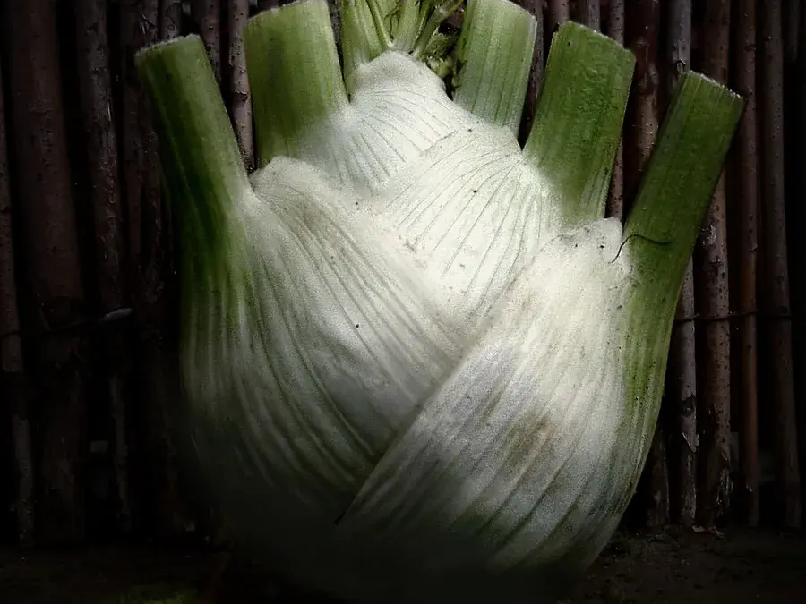 Florence fennel