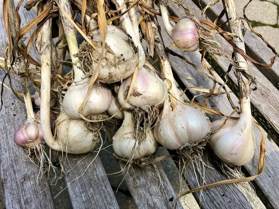 Garlic