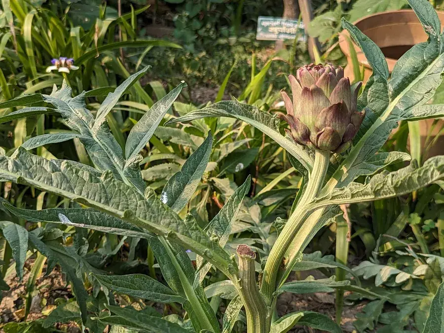 Globe artichokes