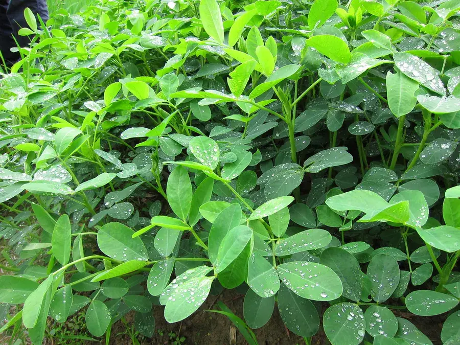 Groundnuts (peanuts)