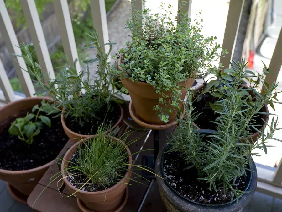 Thyme, oregano, sage and rosemary
