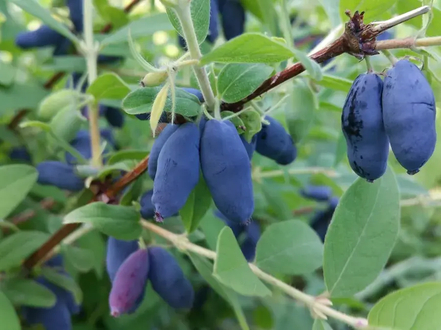Haskap (honeyberry)