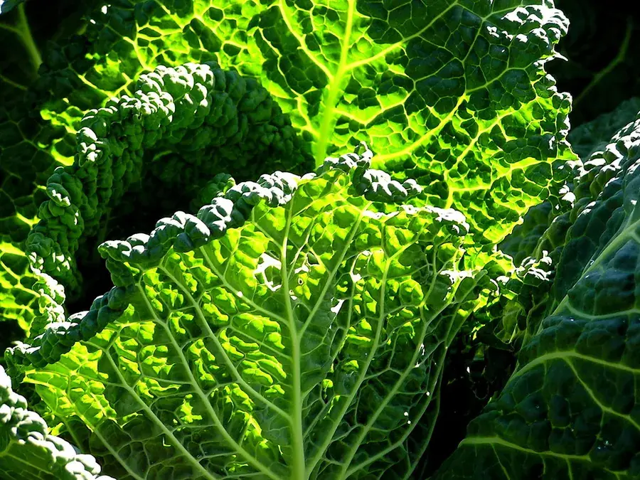 Kale