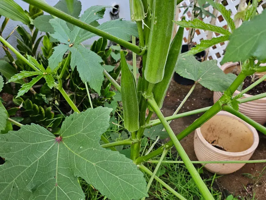 Okra