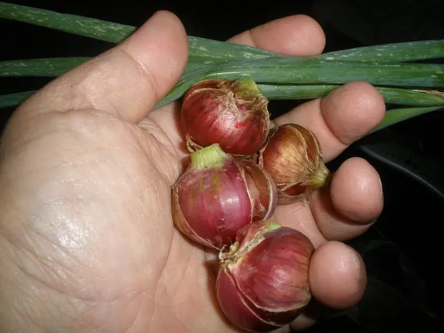 Onions