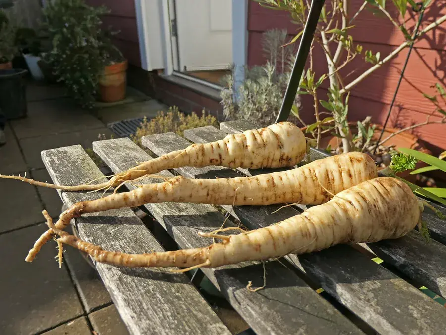 Parsnips