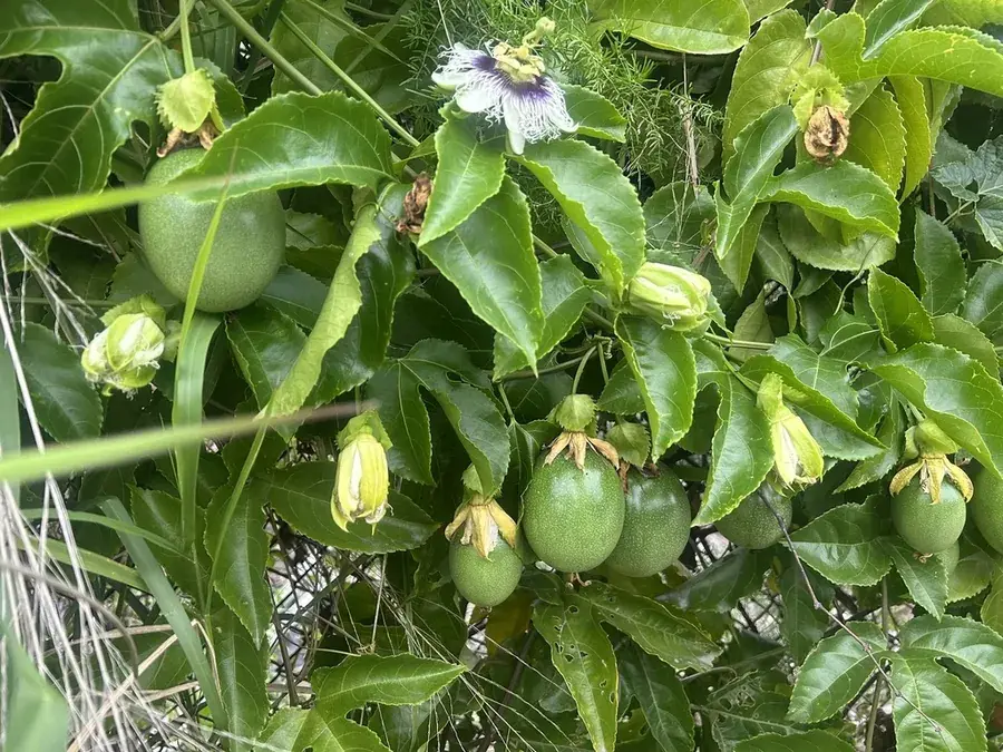 Passion fruit