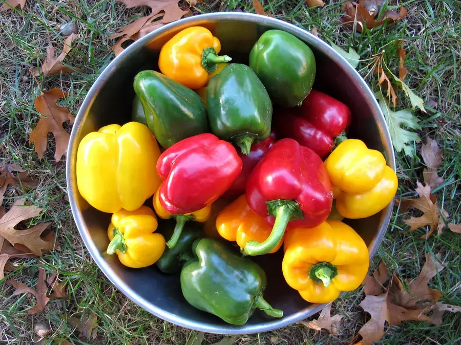 Sweet peppers