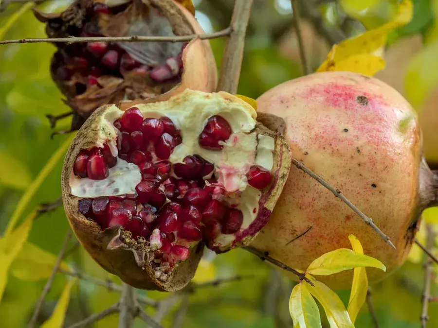 Pomegranates