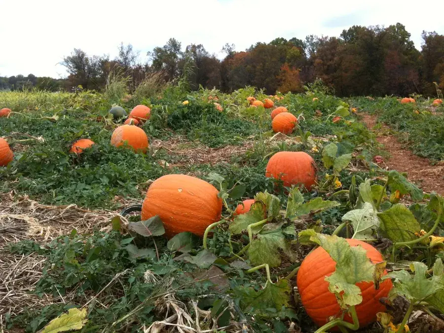Pumpkins
