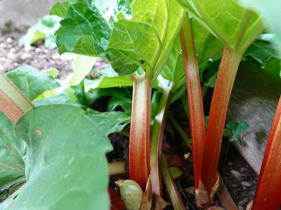 Rhubarb