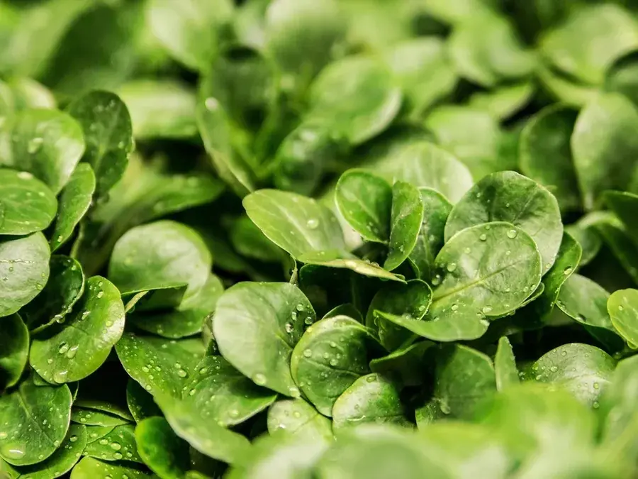 Spinach