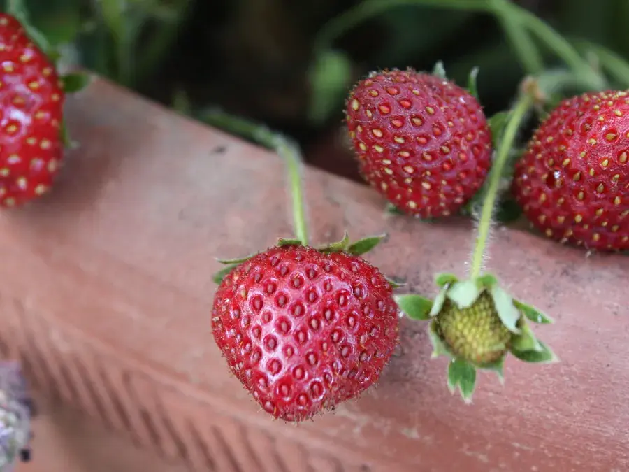 Strawberries