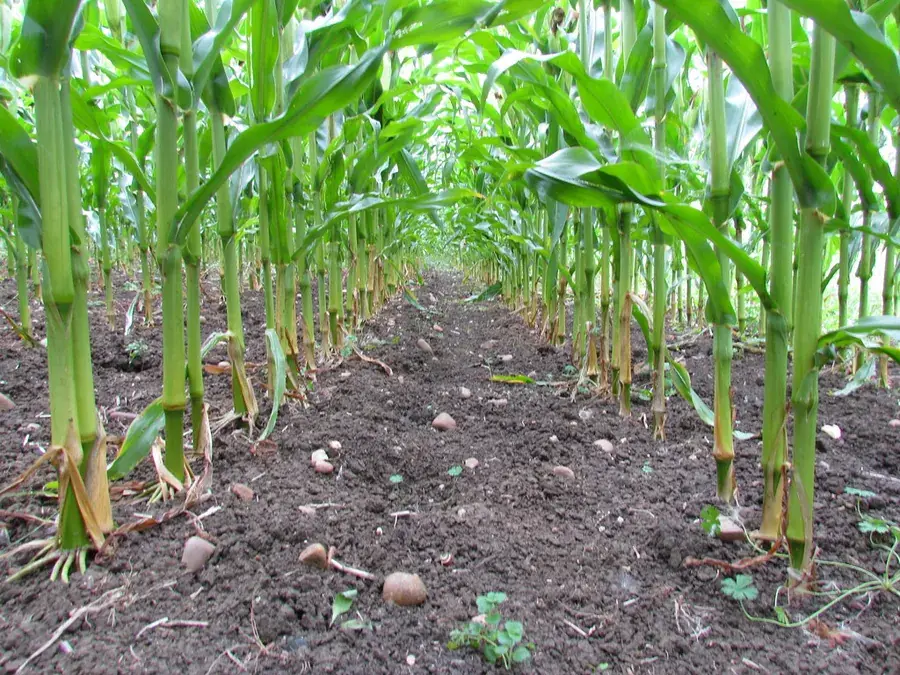 Sweet corn
