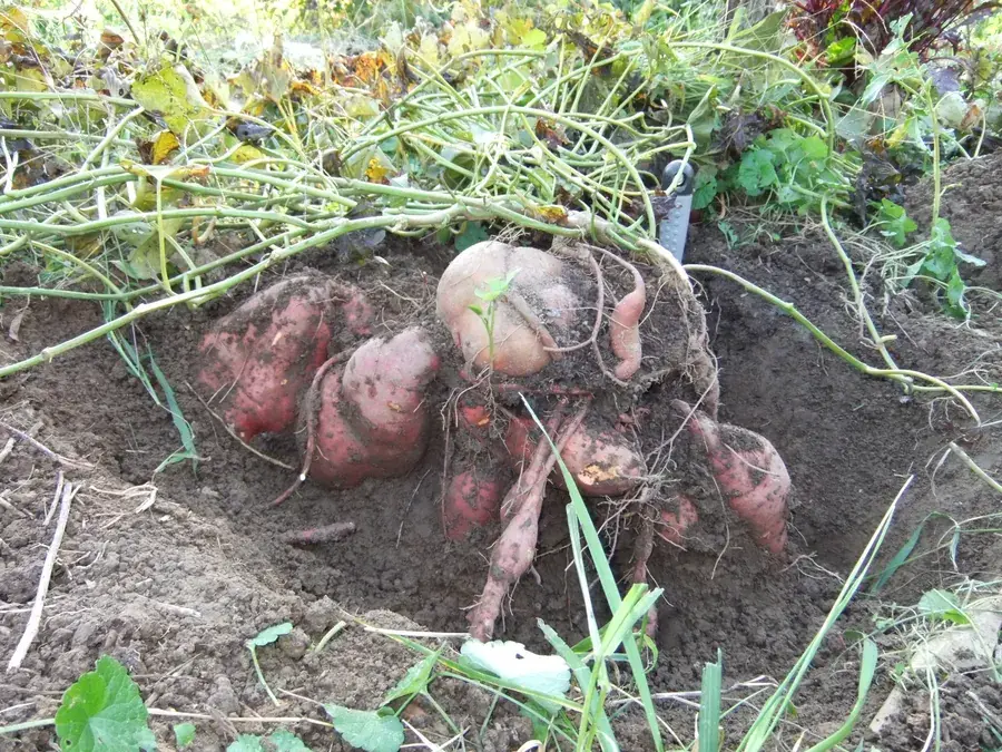 Sweet potatoes