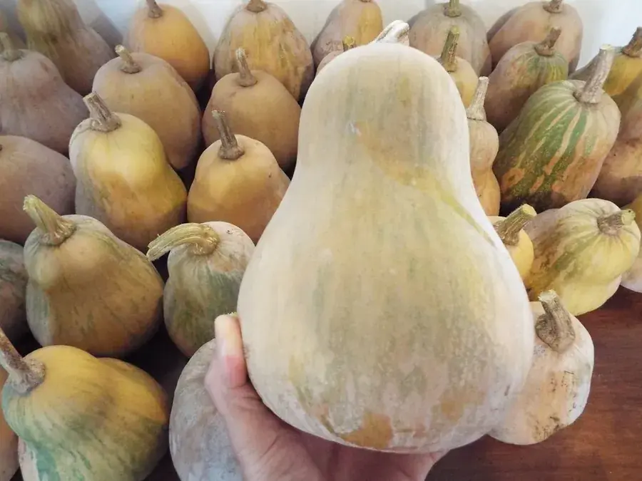 Winter squash