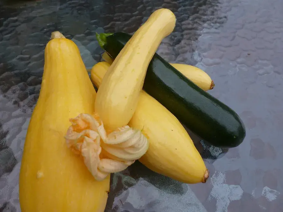 Zucchini