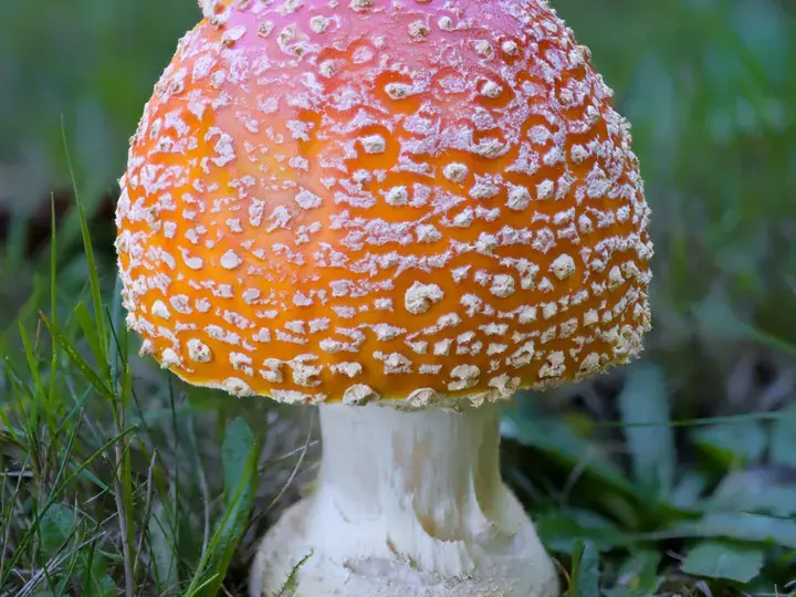 Fly agaric (Amanita muscaria)