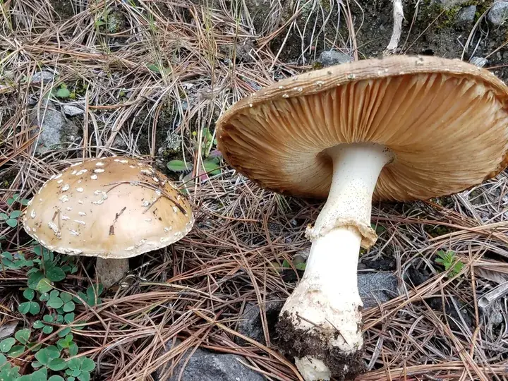 Panther cap (Amanita pantherina)