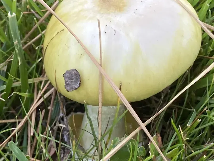 Death cap (Amanita phalloides)