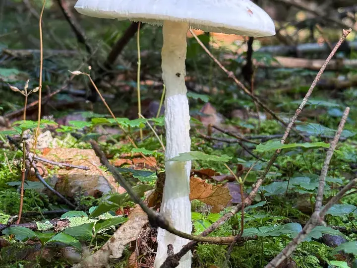 Destroying angel (Amanita virosa)