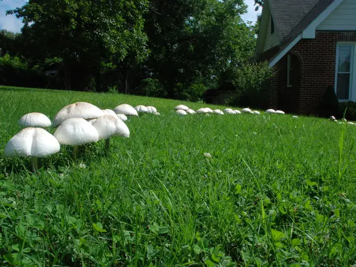Green-spored parasol (Chlorophyllum molybdites)