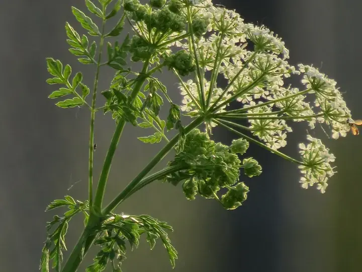 Poison hemlock (Conium maculatum)