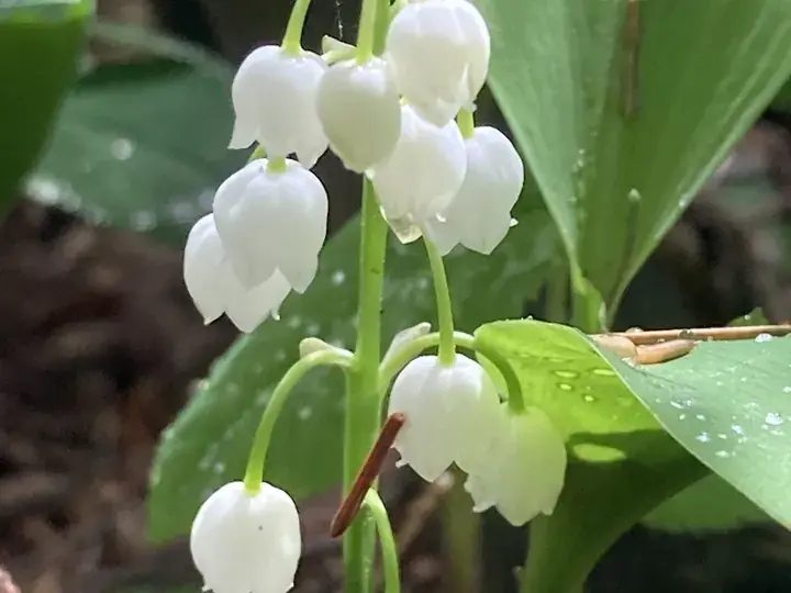 Lily of the valley (Convallaria majalis)