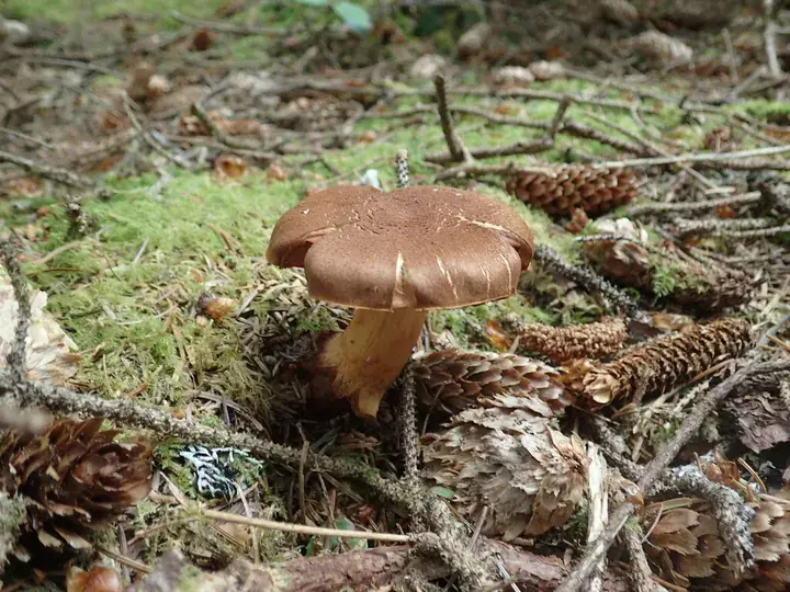 Deadly webcap (Cortinarius rubellus)