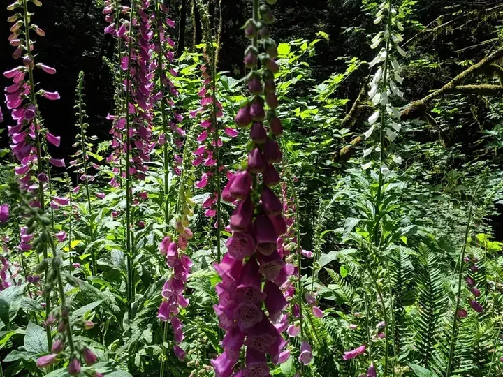Foxglove (Digitalis purpurea)