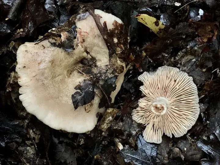 Livid entoloma (Entoloma sinuatum)