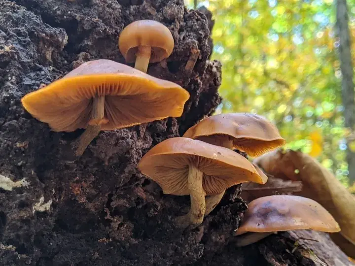 Deadly galerina (Galerina marginata)
