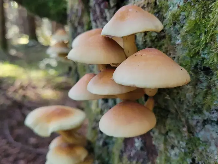 Sulphur tuft (Hypholoma fasciculare)
