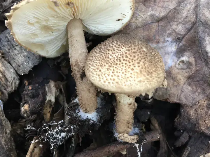 Small parasols (Lepiota) (Lepiota)