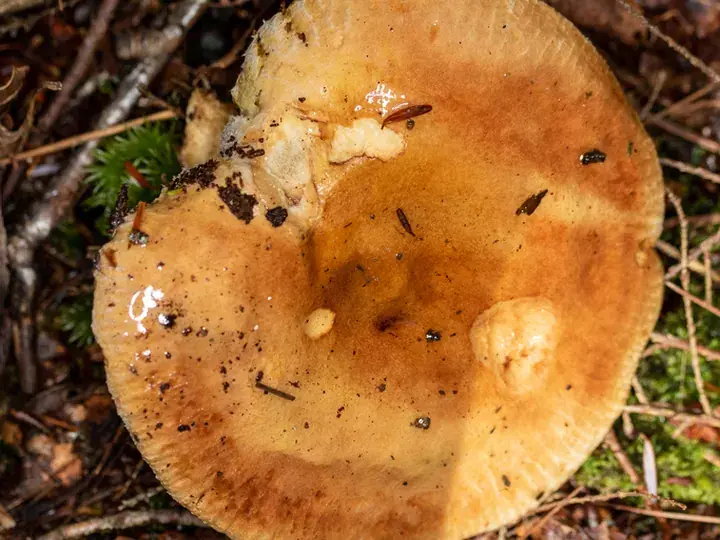 Brown roll-rim (Paxillus involutus)
