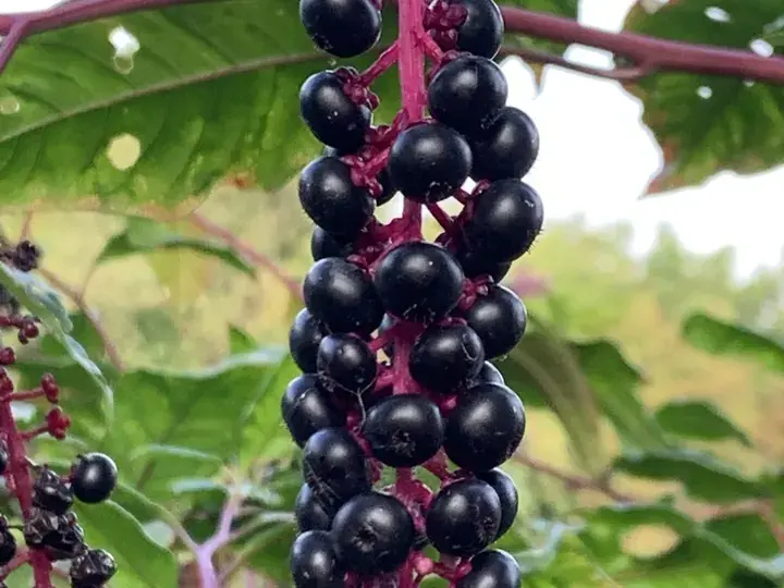 Pokeweed (Phytolacca americana)