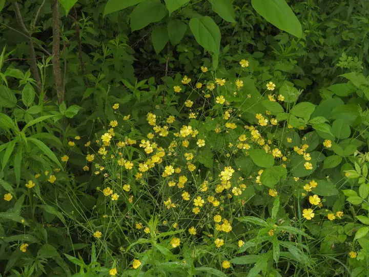 Buttercups (Ranunculus)