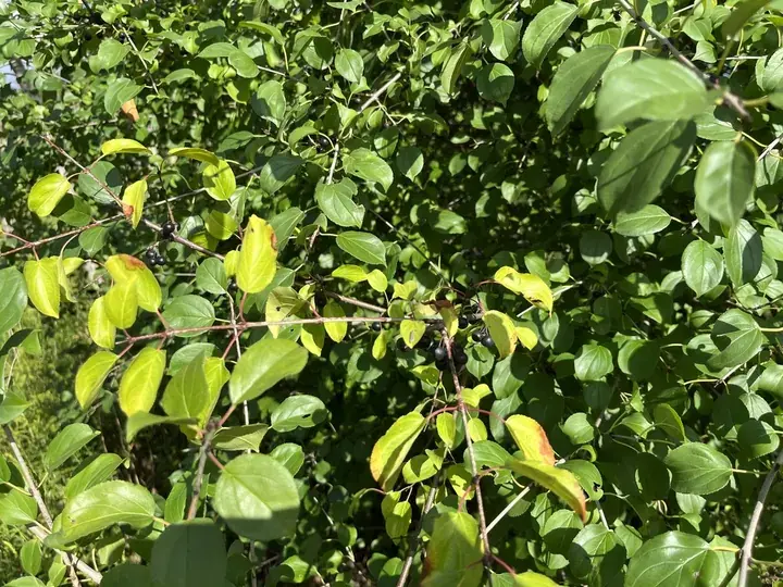 Common buckthorn (Rhamnus cathartica)