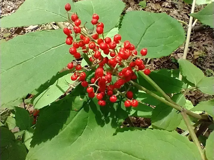 Red elderberry (Sambucus racemosa)