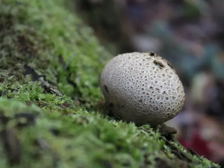 Common earthball (Scleroderma citrinum)