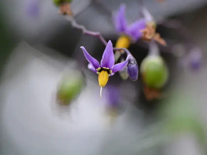 Bittersweet nightshade (Solanum dulcamara)